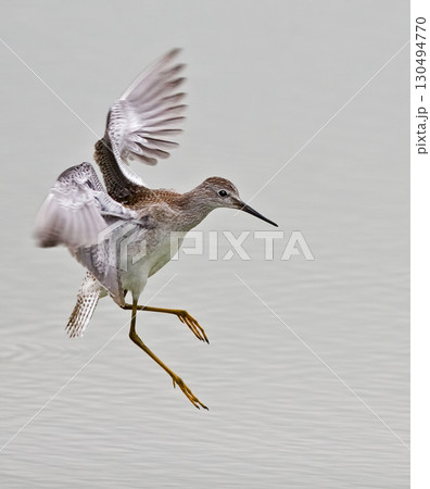 Greater Yellowlegs, Tringa melanoleuca, in flight 130494770