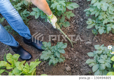 Farmer is loosening soil around the potato bushes using a hand garden rake. 130494805