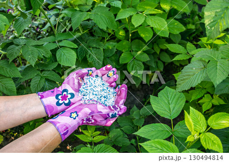 Farmer hands giving chemical fertilizer to the raspberry plants. 130494814