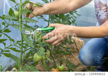 Female gardener with a pruner pruning stepchildren from the tomato bush. Female gardener with a pruner pruning stepchildren from the tomato bush. 130494832