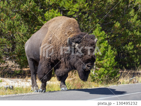 Male Bison crossing road in Yellowstone National Park. 130495232
