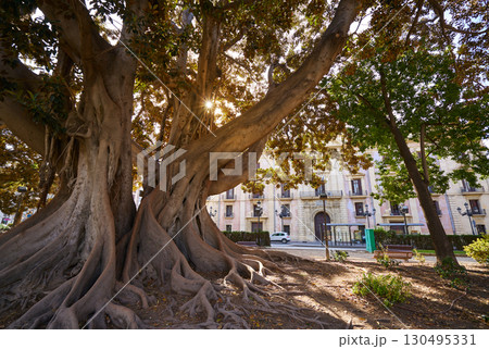 Valencia Glorieta park big ficus tree Spain 130495331