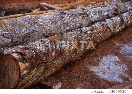 Chico Zapote Manilkara zapota wood Mexico 130495364