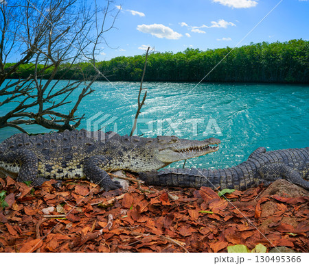 Crocodile Mexico Riviera Maya photomount Crocodile Mexico Riviera Maya photomount 130495366