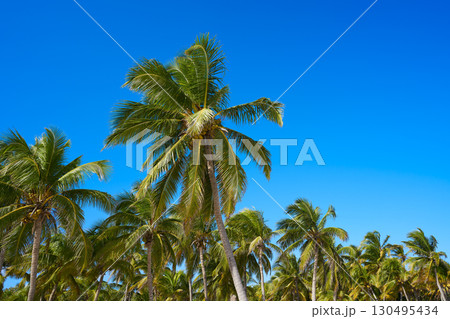 Tulum palm trees jungle on Mayan Riviera beach 130495434