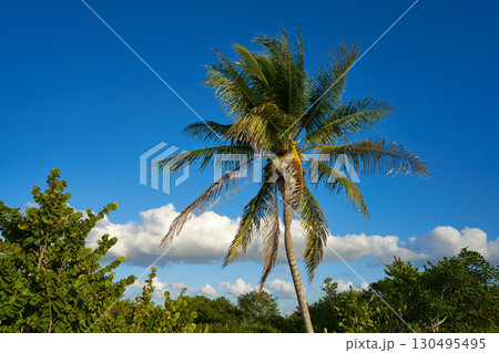 Holbox island palm tree beach in Mexico 130495495