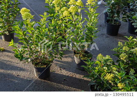 Potted Hydrangea paniculata shrubs in early bloom 130495511