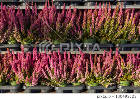 Rows of pink heather pots on racks Rows of pink heather pots on racks 130495525