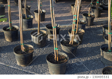 Young grafted tree saplings in nursery pots Young grafted tree saplings in nursery pots 130495531