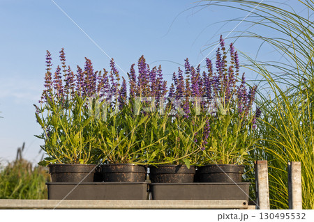 Potted purple salvia plants on shelf Potted purple salvia plants on shelf 130495532