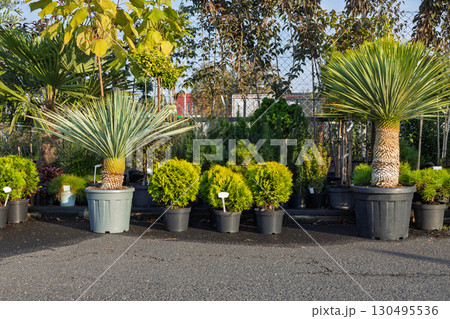 Yucca and conifer shrubs in nursery pots 130495536