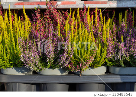 Colorful heather flowers in close up view 130495543