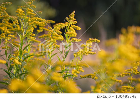 Goldenrod plants in summer field with soft background Goldenrod plants in summer field with soft background 130495548