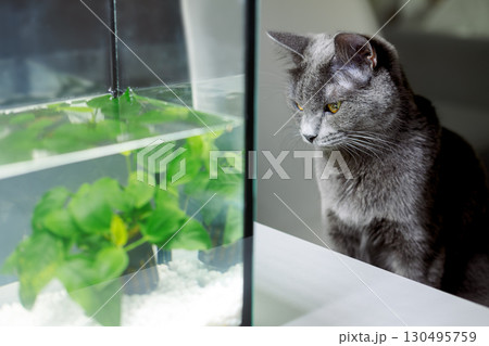 Portrait of a gray cat watching fish in an aquarium in an apartment, close-up Portrait of a gray cat watching fish in an aquarium in an apartment, close-up 130495759