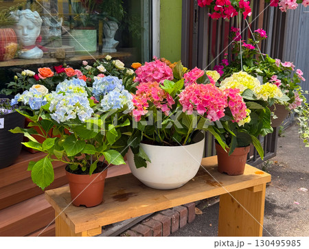 Hydrangea flowers in pots at a store. Urban gardening, retail decoration, and seasonal plant beauty. Hydrangea flowers in pots at a store. Urban gardening, retail decoration, and seasonal plant beauty. 130495985