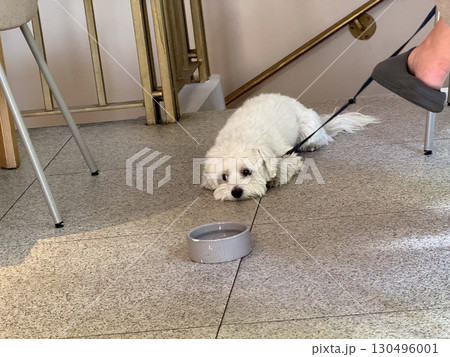 A white dog lies on the floor of a cafe near a water bowl while waiting. Pet, companionship, and lifestyle atmosphere illustrate social presence, care and urban leisure. A white dog lies on the floor of a cafe near a water bowl while waiting. Pet, companionship, and lifestyle atmosphere illustrate social presence, care and urban leisure. 130496001