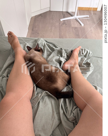 A siamese cat sleeps peacefully between the legs of its owner on a bed. Human-animal connection, comfort, and domestic intimacy express trust, companionship, and emotional closeness. 130496007