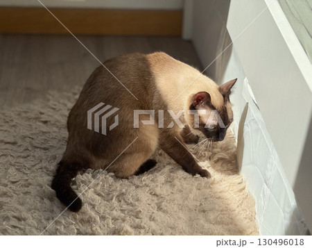 A siamese cat stands on a wool rug near the bed in sunlight. Domestic animal behavior, curiosity, and lifestyle atmosphere reflect presence, attention, and everyday companionship. 130496018