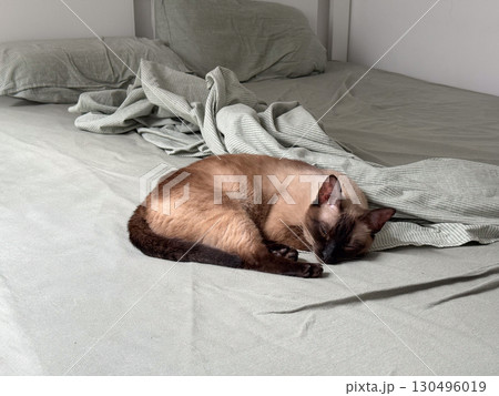 A siamese cat rests on a bed with soft sheets and pillows in a calm interior. Domestic life, companionship, and relaxation highlight home comfort, lifestyle and emotional bonding. A siamese cat rests on a bed with soft sheets and pillows in a calm interior. Domestic life, companionship, and relaxation highlight home comfort, lifestyle and emotional bonding. 130496019