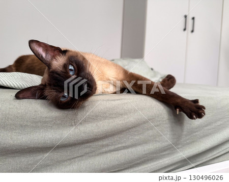 A siamese cat stretches its paw forward with extended claws and alert gaze. Pet anatomy, instinct, and domestic animal behavior highlight curiosity and natural feline expression. 130496026