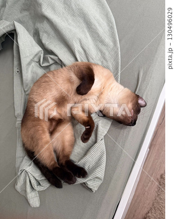 A siamese cat sleeps curled on a striped shirt placed on a bed. Rest, comfort, and companionship represent home atmosphere and the calm connection between human and pet. A siamese cat sleeps curled on a striped shirt placed on a bed. Rest, comfort, and companionship represent home atmosphere and the calm connection between human and pet. 130496029