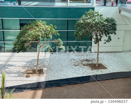 Courtyard with trees and gravel ground inside a modern glass terminal. Ecology, architecture, and balance of natural greenery with structural airport environment. 130496037