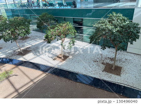 Courtyard with trees and gravel ground inside a modern glass terminal. Ecology, architecture, and balance of natural greenery with structural airport environment. Courtyard with trees and gravel ground inside a modern glass terminal. Ecology, architecture, and balance of natural greenery with structural airport environment. 130496040