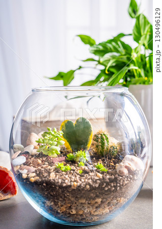 Completed terrarium with cacti, stones and decorative elements in a glass container. Concept of eco-friendly home decor, natural design and handcrafted botanical arrangement. 130496129