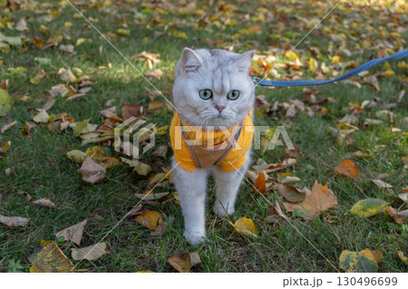 Adorable cat in yellow sweater exploring autumn leaves on grass Adorable cat in yellow sweater exploring autumn leaves on grass 130496699