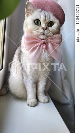 Adorable cat with pink beret and bow by window 130496711
