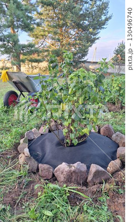 A young currant bush planted in a garden surrounded by stones and grass A young currant bush planted in a garden surrounded by stones and grass 130496740