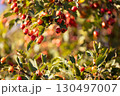 Hawthorn autumn tree detail on blurred bokeh background 130497007
