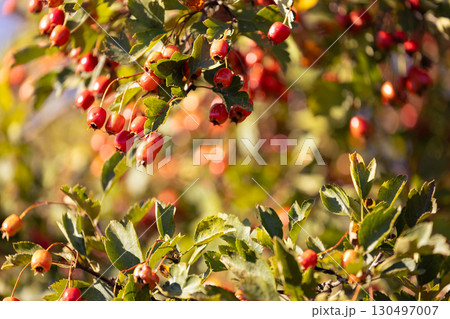 Hawthorn autumn tree detail on blurred bokeh background Hawthorn autumn tree detail on blurred bokeh background 130497007