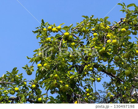 Apple tree with ripe green fruits hanging under blue summer sky. Agriculture, harvest, and nutrition representing organic growth, farming, and seasonal abundance. 130497198