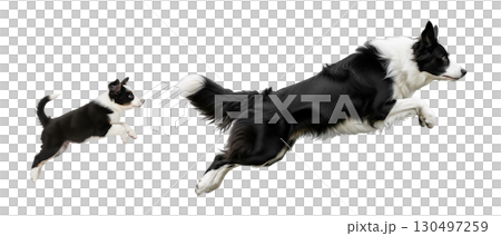 A Border Collie puppy and adult dog leap gracefully in mid-air, demonstrating their agility and playful spirit. The isolated background highlights their energetic movement and bond. 130497259
