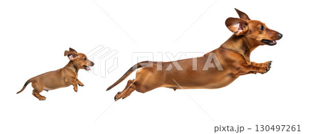 A dachshund puppy and an adult dog leap energetically in mid-air, showcasing their playful nature. Both dogs appear joyful and full of energy, isolated on a white background. 130497261