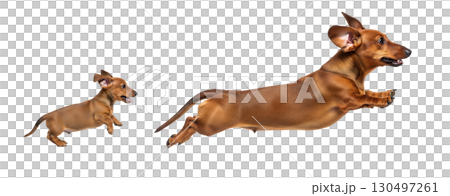 A dachshund puppy and an adult dog leap energetically in mid-air, showcasing their playful nature. Both dogs appear joyful and full of energy, isolated on a white background. 130497261