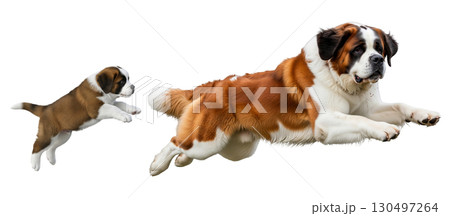 A Saint Bernard puppy and an adult dog are captured in mid-jump, showcasing their playful energy and excitement. They appear to be enjoying a moment of fun and bonding. 130497264