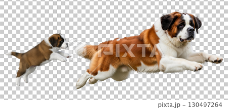A Saint Bernard puppy and an adult dog are captured in mid-jump, showcasing their playful energy and excitement. They appear to be enjoying a moment of fun and bonding. A Saint Bernard puppy and an adult dog are captured in mid-jump, showcasing their playful energy and excitement. They appear to be enjoying a moment of fun and bonding. 130497264