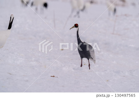 給餌場に姿を見せたマナヅル 給餌場に姿を見せたマナヅル 130497565