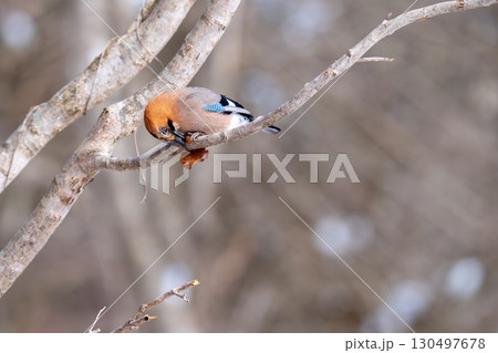 木の枝にとまって餌のどんぐり食べようとしているミヤマカケス 130497678