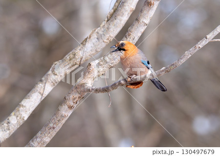 木の枝にとまって餌のどんぐり食べようとしているミヤマカケス 木の枝にとまって餌のどんぐり食べようとしているミヤマカケス 130497679
