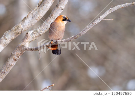 木の枝にとまって餌のどんぐり食べようとしているミヤマカケス 木の枝にとまって餌のどんぐり食べようとしているミヤマカケス 130497680