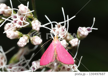 フジバカマの花に止まるアメリカピンクノメイガ 130497687