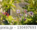 Beautiful flowers on late summer garden with blurred bokeh foreground 130497693