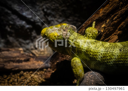北海道円山動物園のイグアナ 130497961