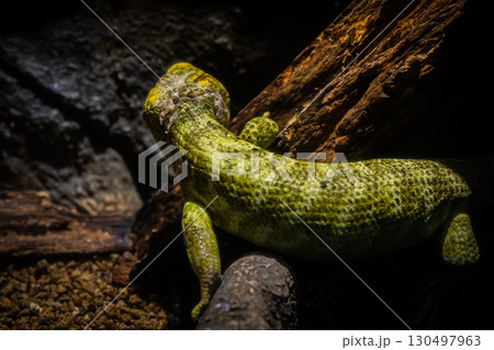 北海道円山動物園のイグアナ 130497963