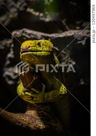 北海道円山動物園のイグアナ 130497969