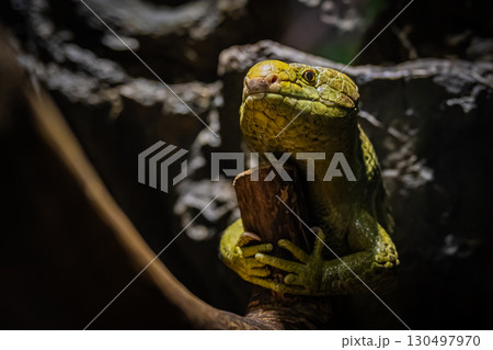 北海道円山動物園のイグアナ 130497970