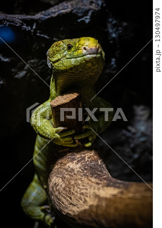 北海道円山動物園のイグアナ 130497974